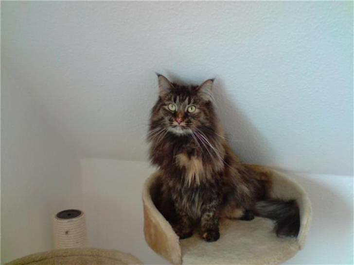 Norsk Skovkat Luna - august 08 billede 4