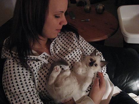 Hellig Birma Ally - Hygge hos mor  billede 7