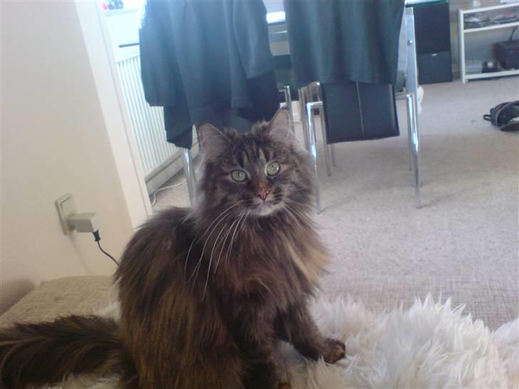 Norsk Skovkat Luna billede 5