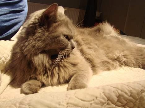 Blanding af racer Pjevs billede 9