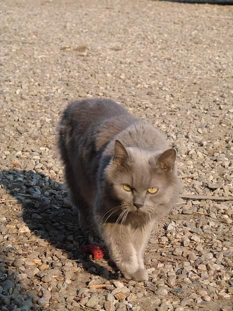 Blanding af racer Pjevs billede 10