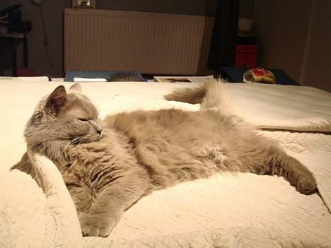 Blanding af racer Pjevs billede 11