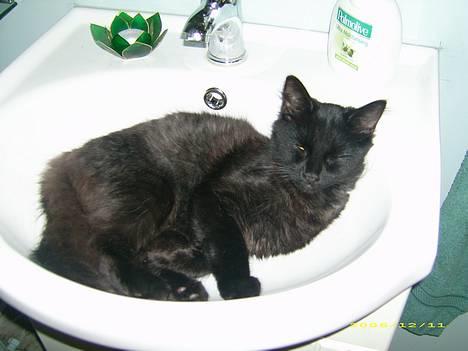 Blanding af racer Honey RIP. <3 billede 13