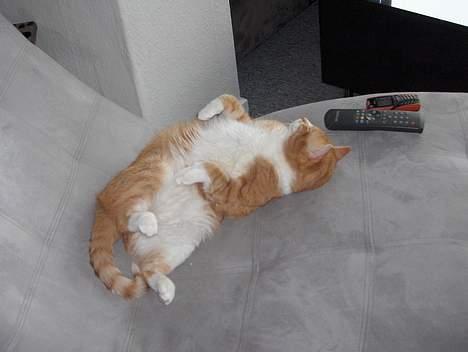 Huskat Fie billede 17