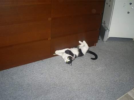 Huskat Gigi d'Agostino (død) billede 6