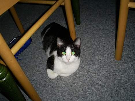 Huskat Gigi d'Agostino (død) billede 7