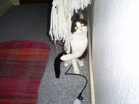 Huskat Gigi d'Agostino (død) billede 8