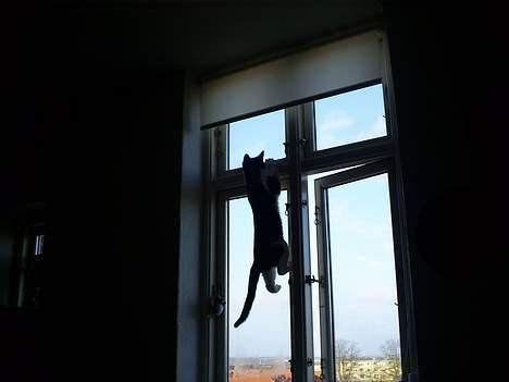 Huskat Gigi d'Agostino (død) billede 9