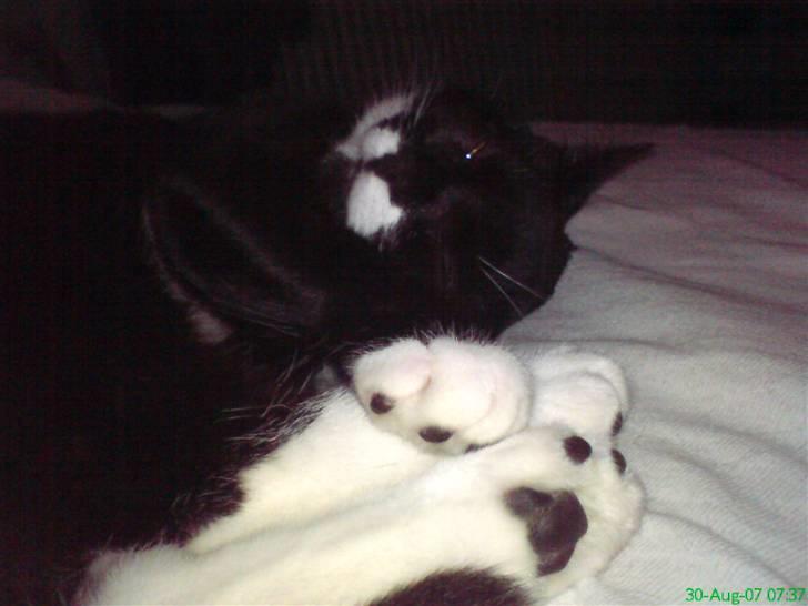 Blanding af racer - British shorthair :Nico - Zzzzz... billede 12