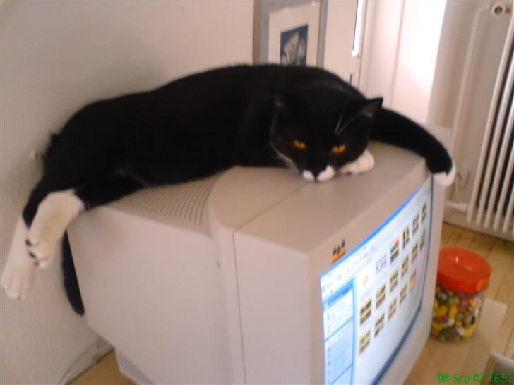 Blanding af racer - British shorthair :Nico - Der er så dejlig varmt heroppe... billede 13