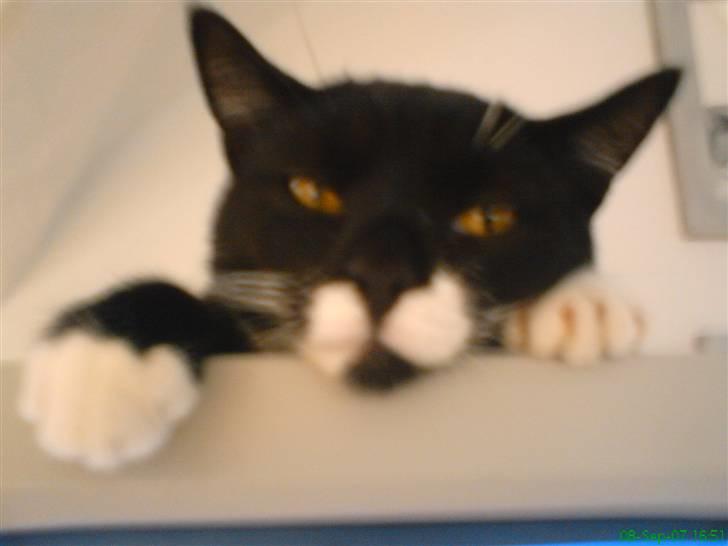 Blanding af racer - British shorthair :Nico - Hej mor... billede 14