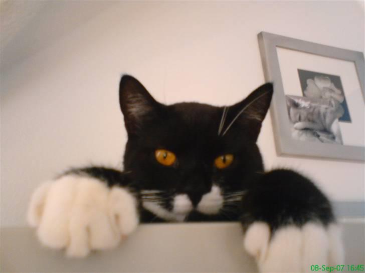 Blanding af racer - British shorthair :Nico - Mr. Big foot billede 15