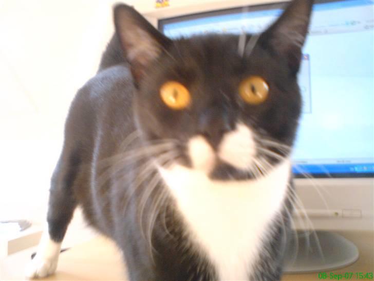 Blanding af racer - British shorthair :Nico - Hva har du der?? billede 16