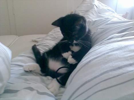 Blanding af racer - British shorthair :Nico - Tykkemis... billede 17