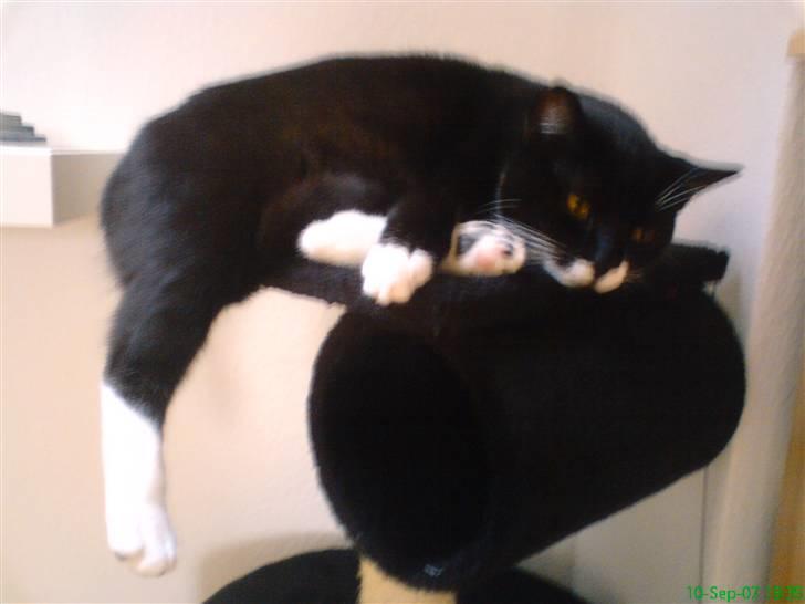 Blanding af racer - British shorthair :Nico - Nu kan jeg snart ikke være på mit kradsetræ mere... billede 18