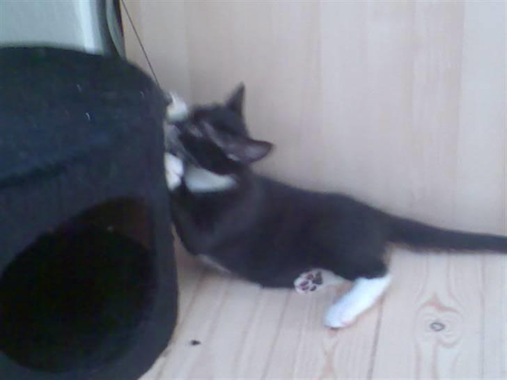 Blanding af racer - British shorthair :Nico - Hi hi... og for nogle måneder siden kunne jeg næsten ikke engang nå op på 1. "trin" ;) billede 19