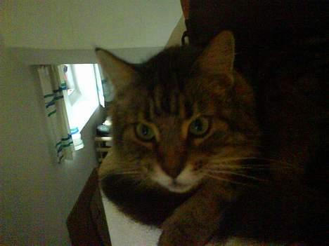 Maine Coon Line *Aflivet d.27/3-07* - Hejsa.. Er jeg ikke yndig ? :) billede 1