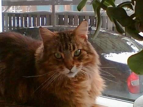 Maine Coon Line *Aflivet d.27/3-07* - Ingen får lov til at pille ved vores bil,så længe jeg er her ! billede 2
