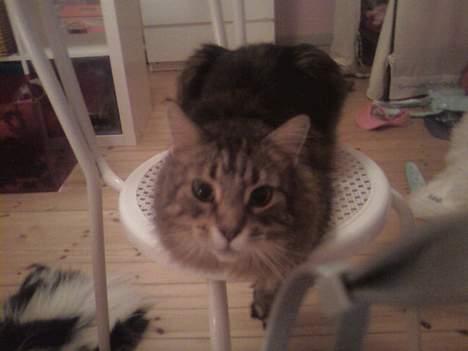 Maine Coon Line *Aflivet d.27/3-07* - Hvad er dog det for en mærkelig tingest hun tager billeder af mig med? billede 3