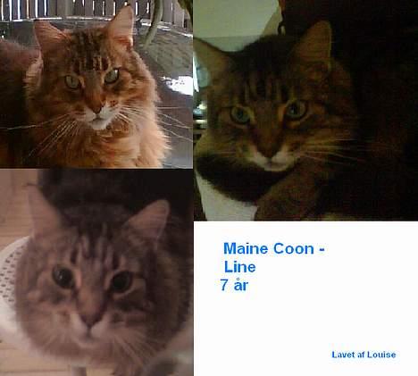 Maine Coon Line *Aflivet d.27/3-07* - Tjahh..Hvis i ikke har fået nok af mig nu,så kommer jeg her igen,jeg er da rimlig nuttet ikke ? :D billede 5