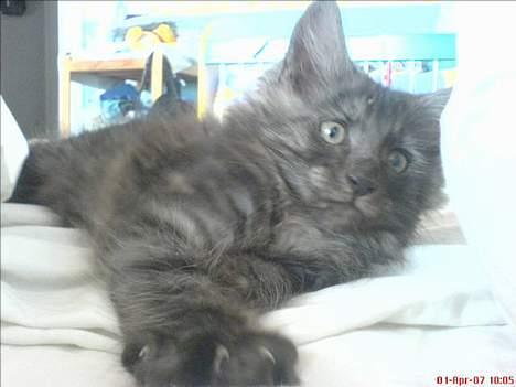 Maine Coon Busa - Busa 9 uger gammel :-) billede 1