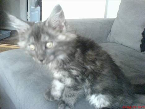 Maine Coon Busa - Busa i hans nye sofa ..... billede 2