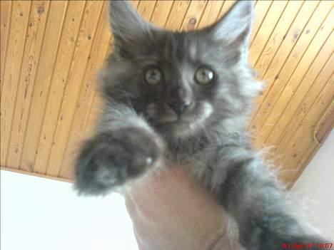 Maine Coon Busa - Supermand smil..... billede 3