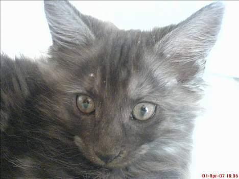 Maine Coon Busa - Busa igen :-) billede 4