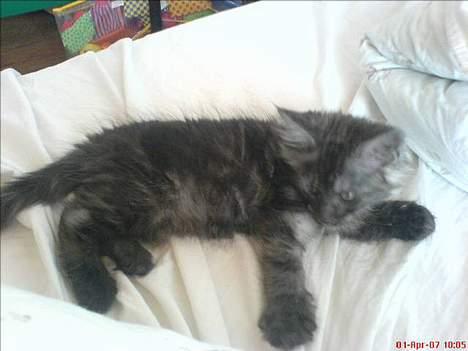 Maine Coon Busa - :-) billede 5