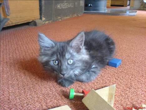 Maine Coon Busa billede 6