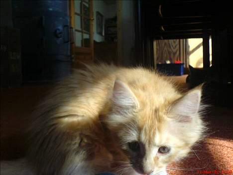 Maine Coon Busa - Busa´s søster  billede 7