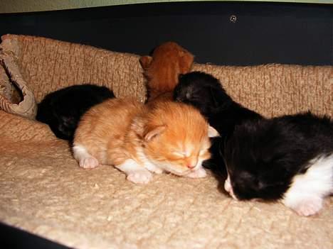 Maine Coon Busa - Få uger gamle. billede 8