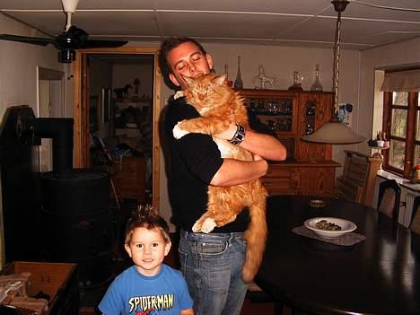 Maine Coon Busa - Busa´s far, Sam... rigtig flot maine coon kat. Holdes af en ven. og nederst min søn Lucas. billede 9