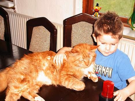 Maine Coon Busa - Sam og Lucas hygger:-) billede 10