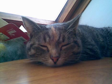 Huskat Pjuske billede 12