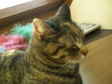 Huskat Pjuske billede 14