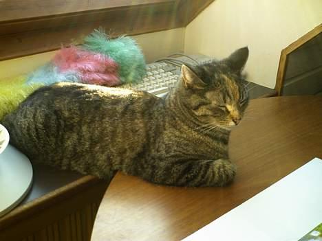 Huskat Pjuske billede 15