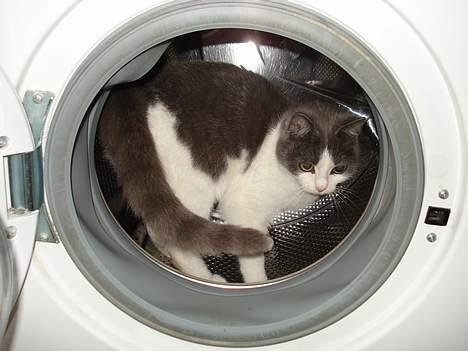 Huskat Kelly - Neej, du må ikke vaske mig :´( billede 16