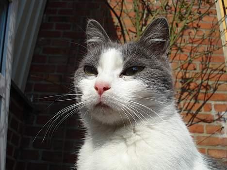 Huskat Kelly - Jeg er så smuk :D billede 17