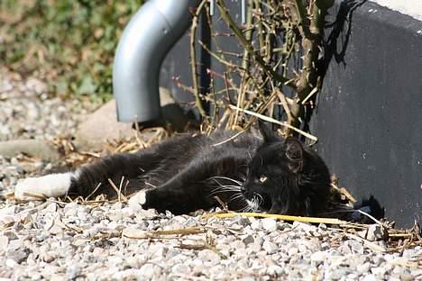 Blanding af racer Figaro - Sikke et katteliv :-) d. 29-3-2007 billede 6