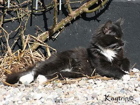 Blanding af racer Figaro - Misser manden i solen d. 29-3-2007 billede 7