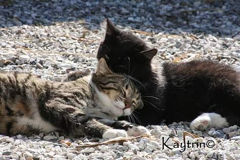 Blanding af racer Figaro - "Brødre" :-) d. 29-3-2007 billede 9