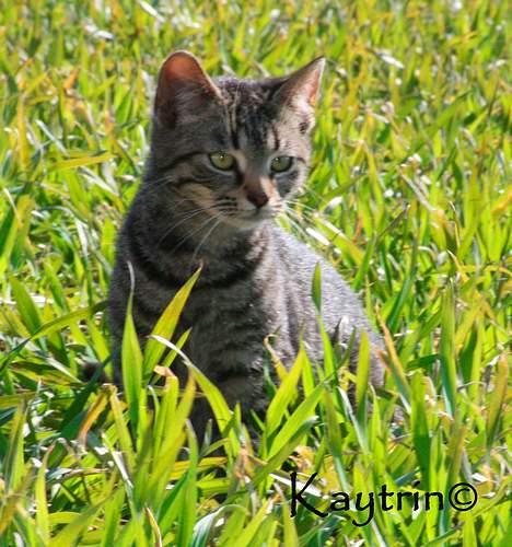 Blanding af racer Lille Bror -Forsvundet:'( - Lille Bror billede 1