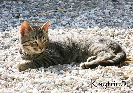 Blanding af racer Lille Bror -Forsvundet:'( - Lille Bror i gården d.29-3-2007 billede 2