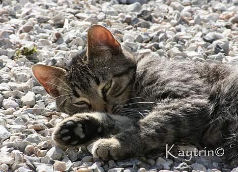 Blanding af racer Lille Bror -Forsvundet:'( - Lille vaske misser d.29-3-2007 billede 3