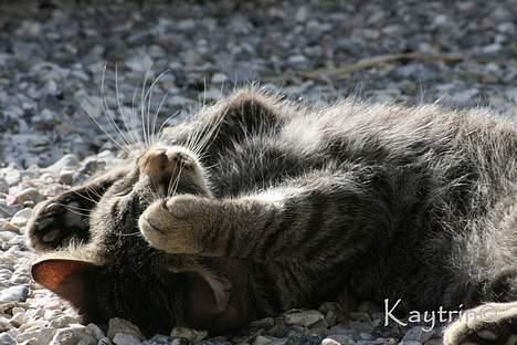 Blanding af racer Lille Bror -Forsvundet:'( - Titte BØØØH... d.29-3-2007 billede 4