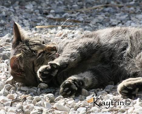 Blanding af racer Lille Bror -Forsvundet:'( - Lille Bror d.29-3-2007 billede 5