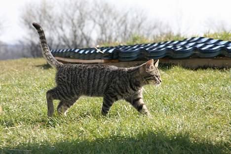 Blanding af racer Lille Bror -Forsvundet:'( - Lille Bror i græsset d.29-3-2007 billede 6