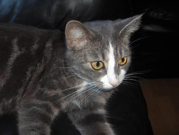 Huskat Freja - Freja billede 1