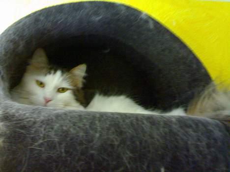 Blanding af racer Dalie billede 10